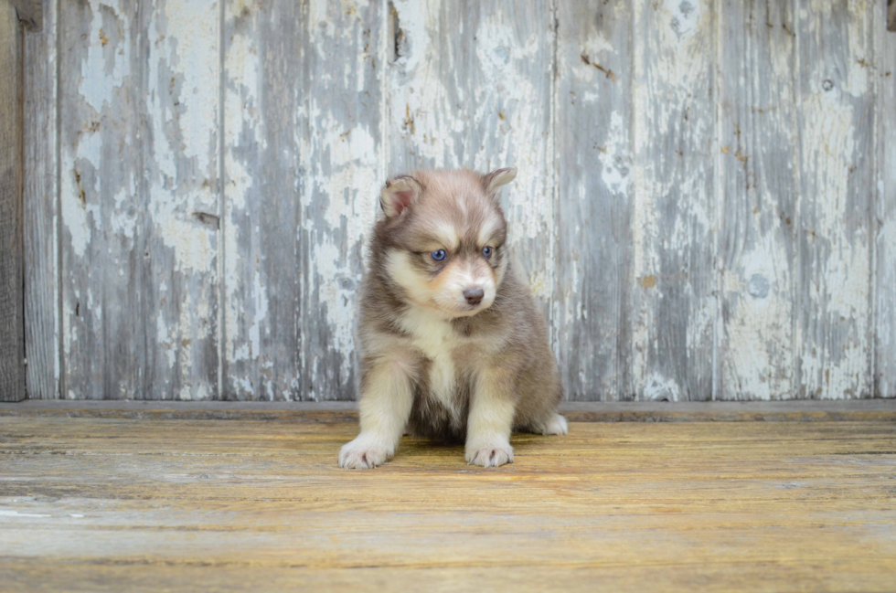 Best Pomsky Baby