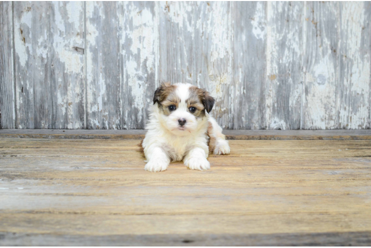 Petite Teddy Bear Designer Pup