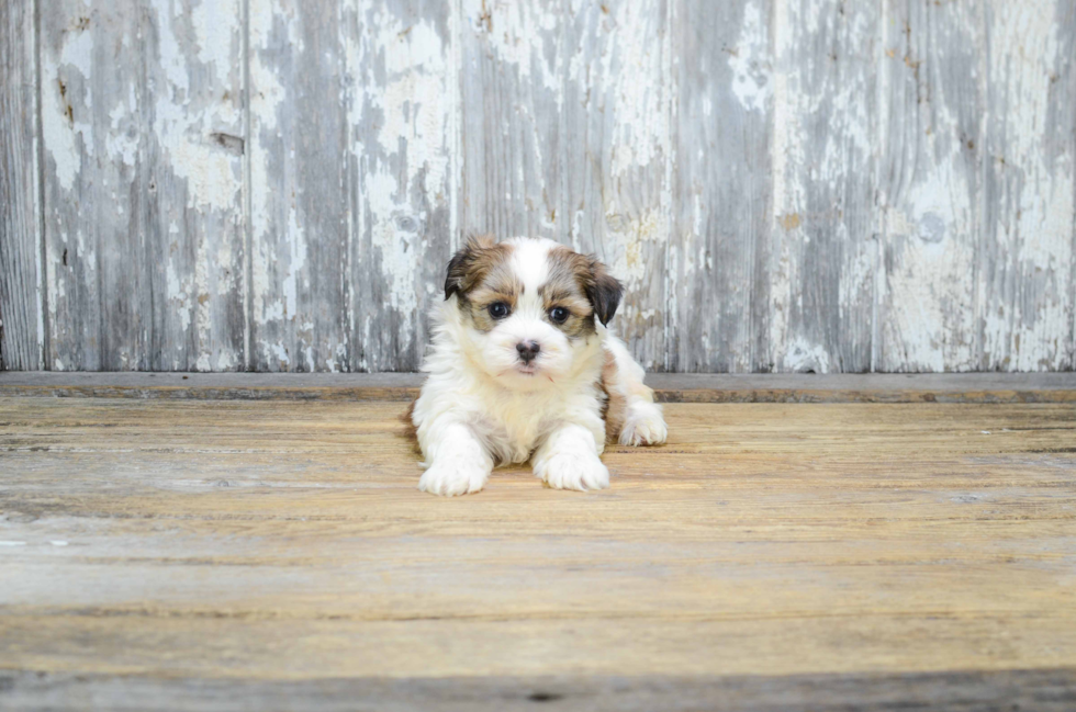 Petite Teddy Bear Designer Pup