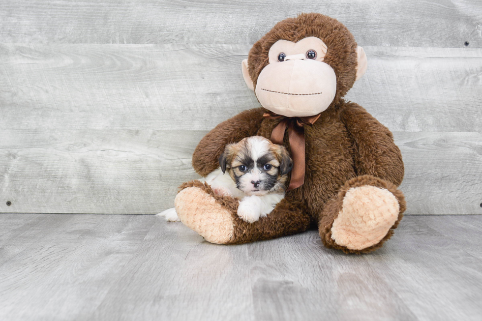 Teddy Bear Pup Being Cute