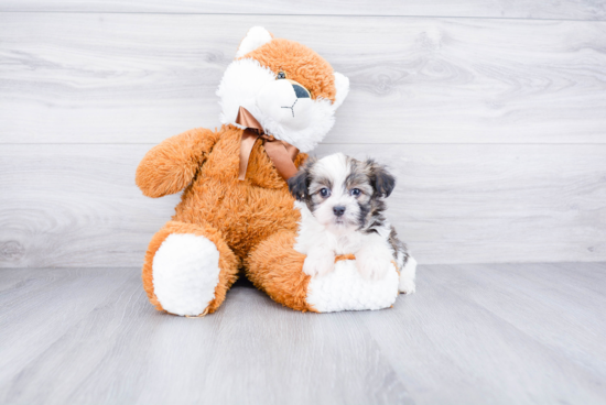 Havanese Pup Being Cute