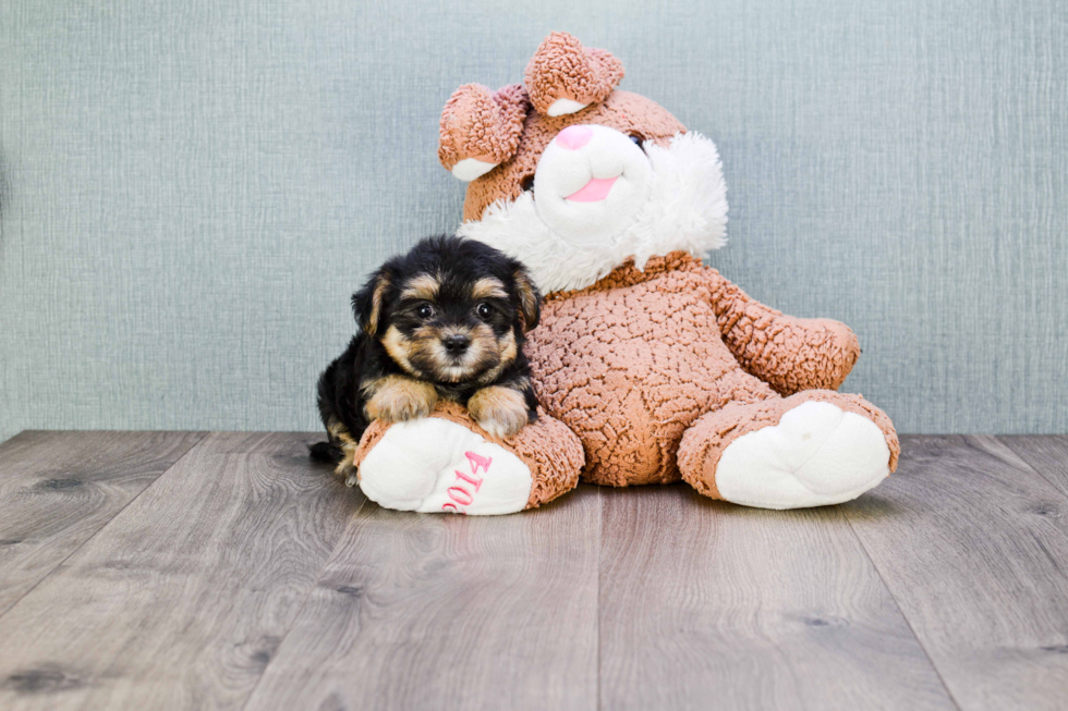 Best Morkie Baby