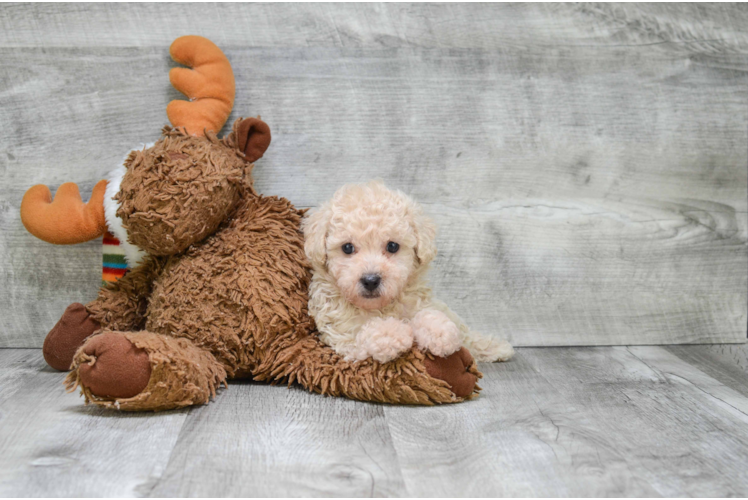 Cavapoo Pup Being Cute