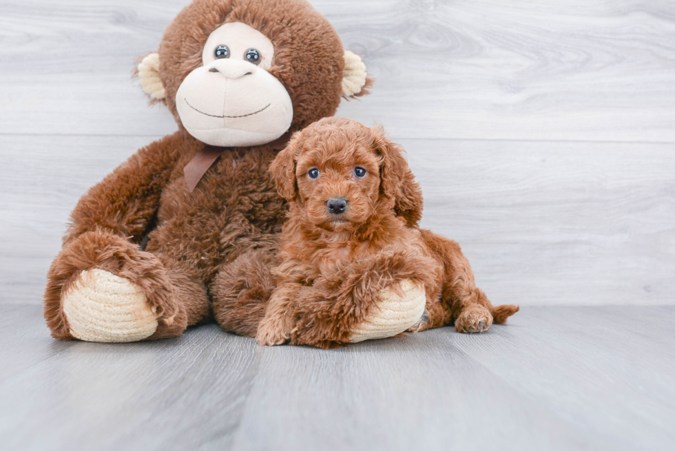 Funny Mini Goldendoodle Poodle Mix Pup