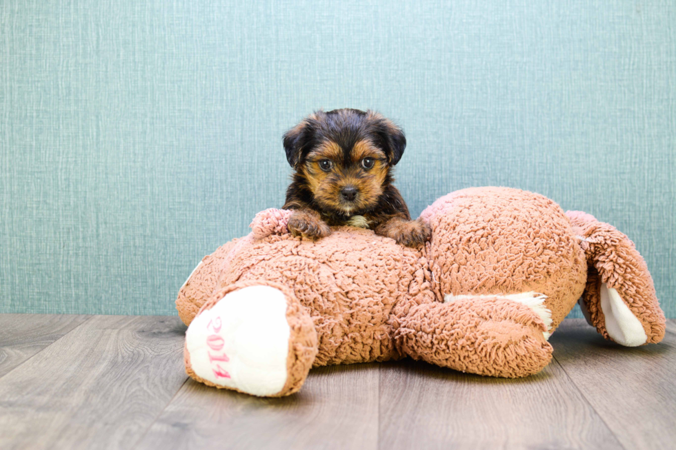 Best Shorkie Baby