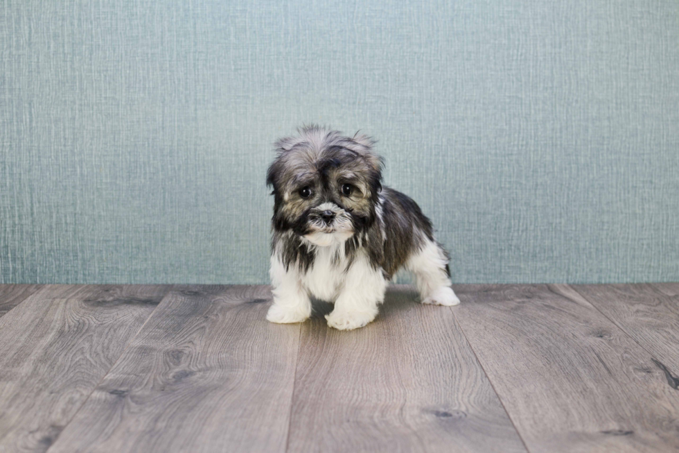 Playful Havanese Purebred Pup