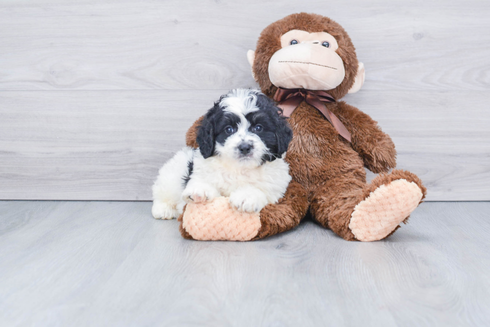 Adorable Bernadoodle Poodle Mix Puppy