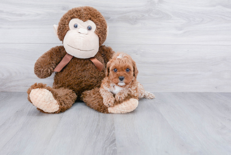 Friendly Cavapoo Baby