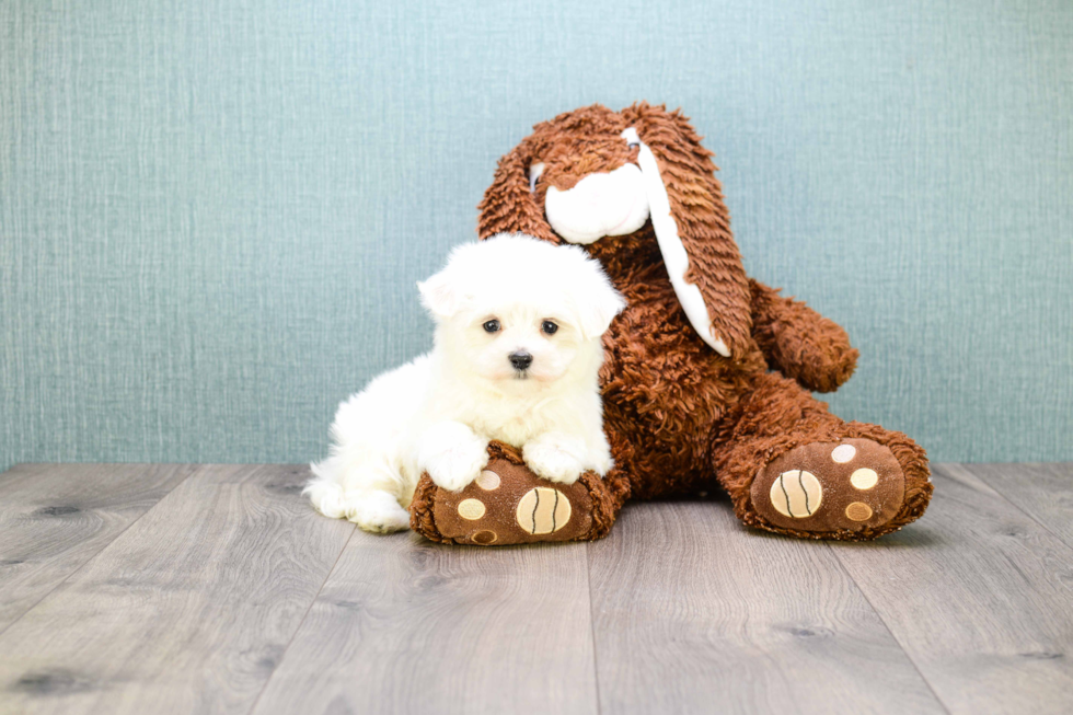 Maltese Pup Being Cute