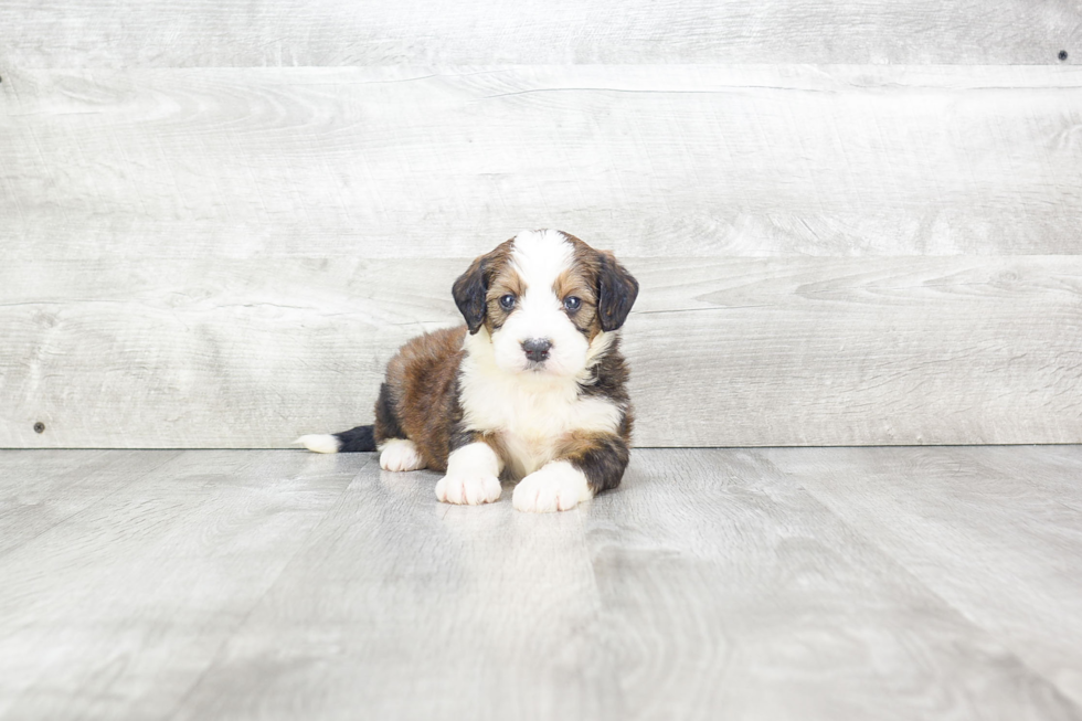 Mini Bernedoodle Pup Being Cute