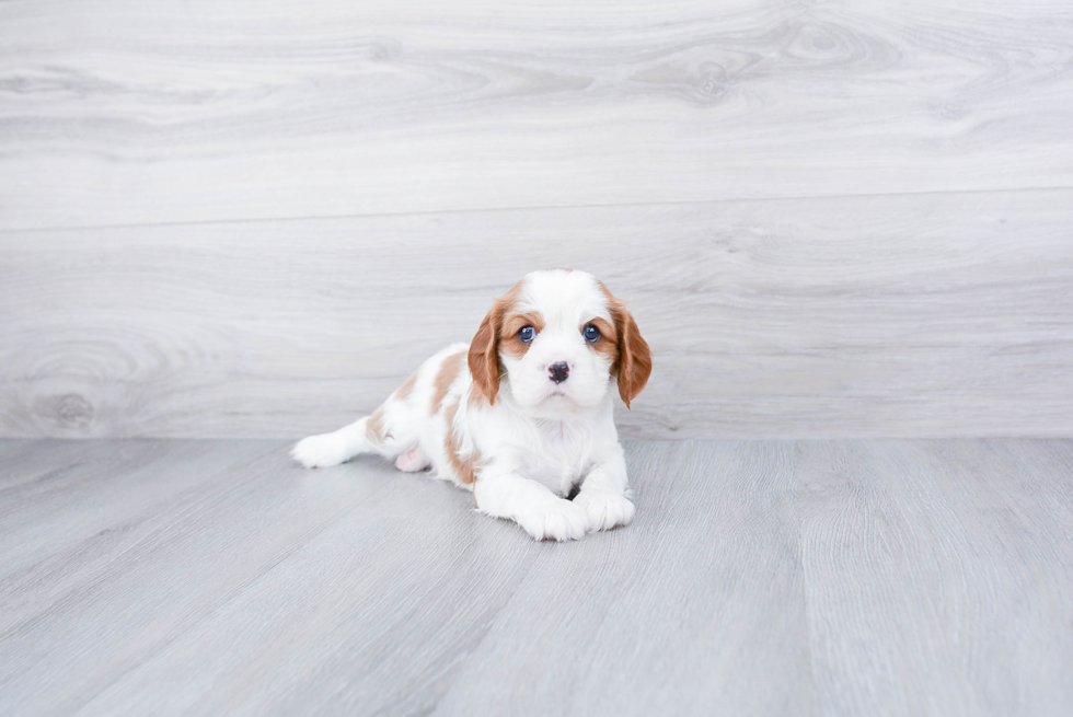 Friendly Cavalier King Charles Spaniel Baby