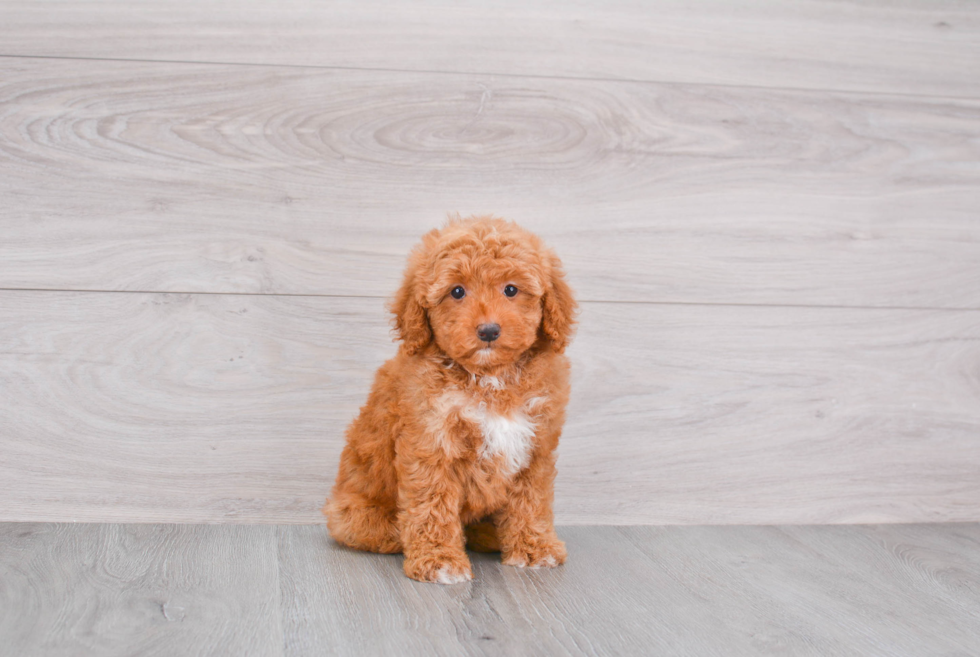 Cute Mini Goldendoodle Baby