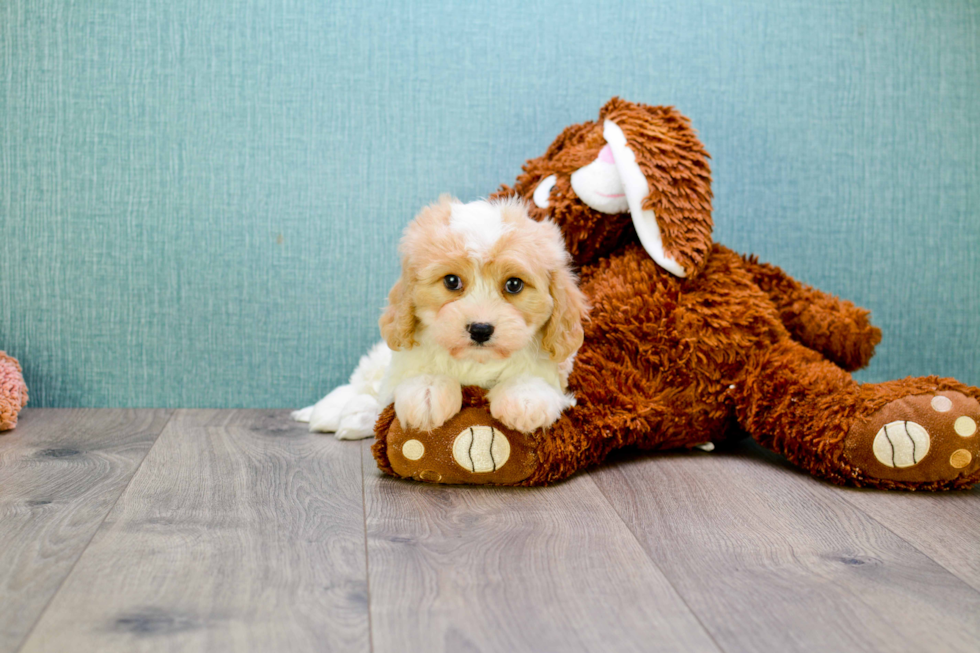 Sweet Cavachon Baby