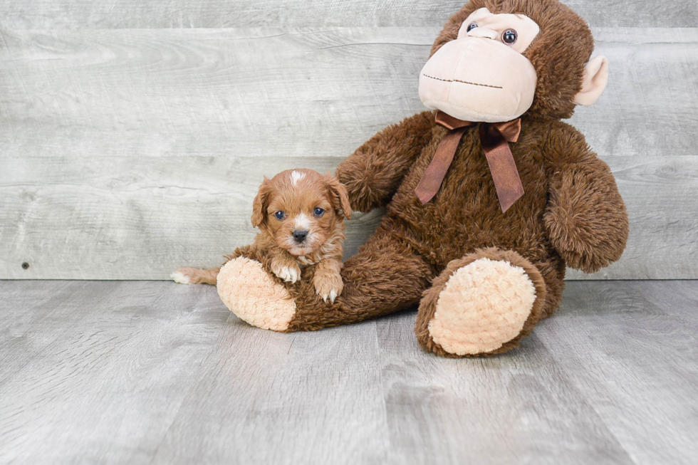 Energetic Cavoodle Poodle Mix Puppy