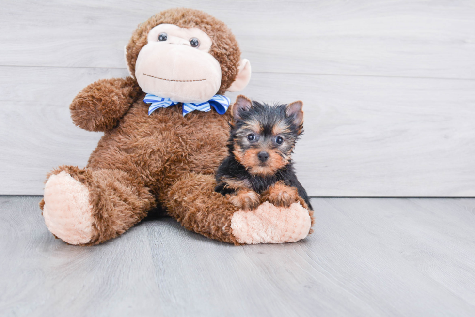 Meet Adrianna - our Yorkshire Terrier Puppy Photo 