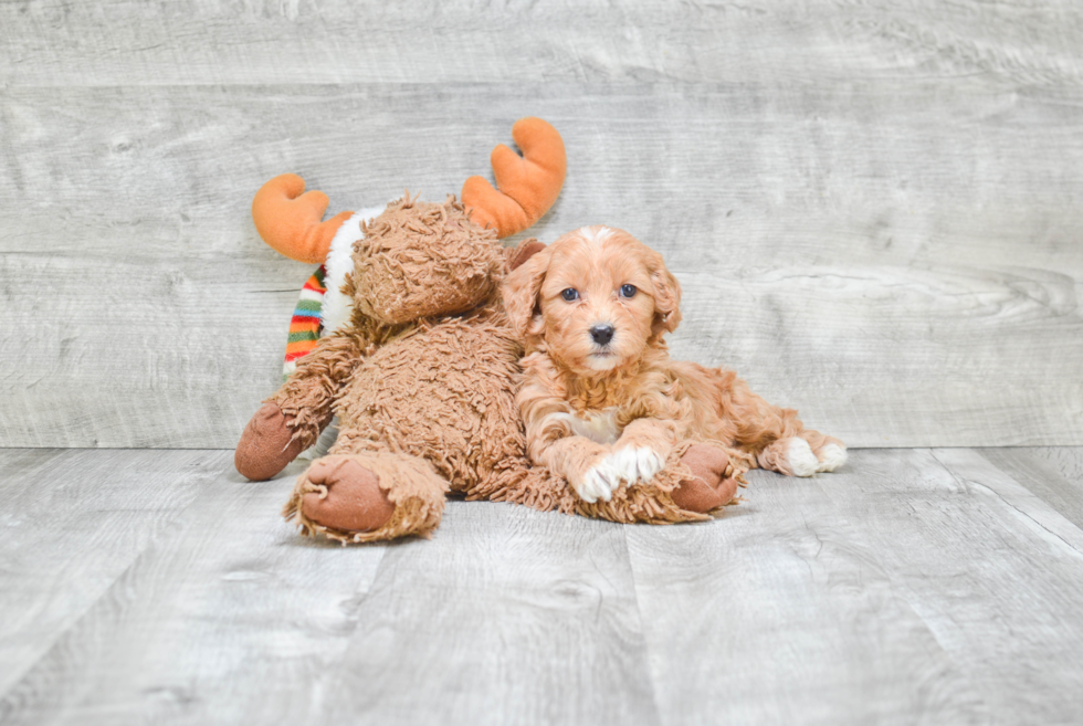 Cavapoo Puppy for Adoption