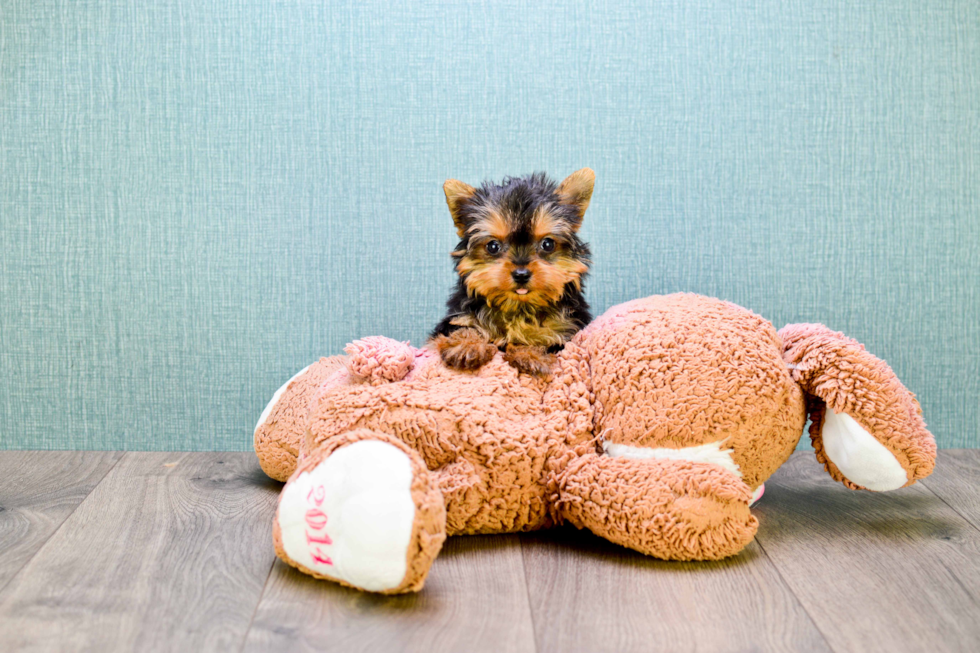 Meet Micro-Teacup-Diamond - our Yorkshire Terrier Puppy Photo 