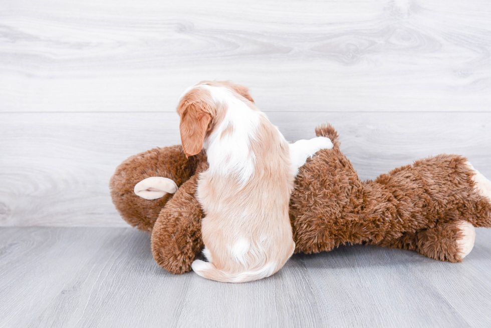Cavalier King Charles Spaniel Puppy for Adoption