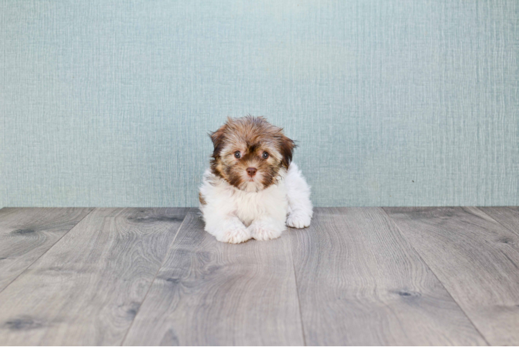 Sweet Havanese Purebred Puppy