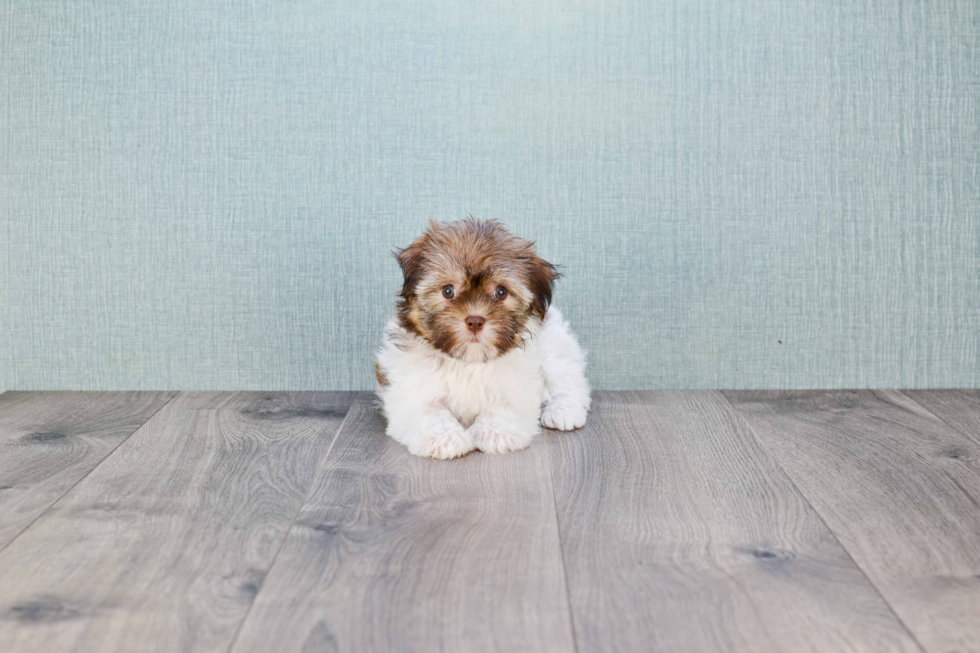 Sweet Havanese Purebred Puppy