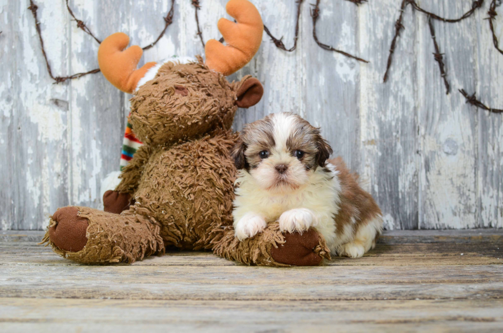 Shih Tzu Puppy for Adoption