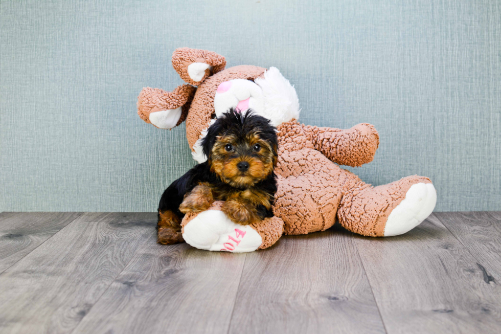 Meet Snickers - our Yorkshire Terrier Puppy Photo 