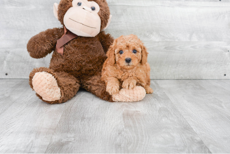 Friendly Mini Goldendoodle Baby