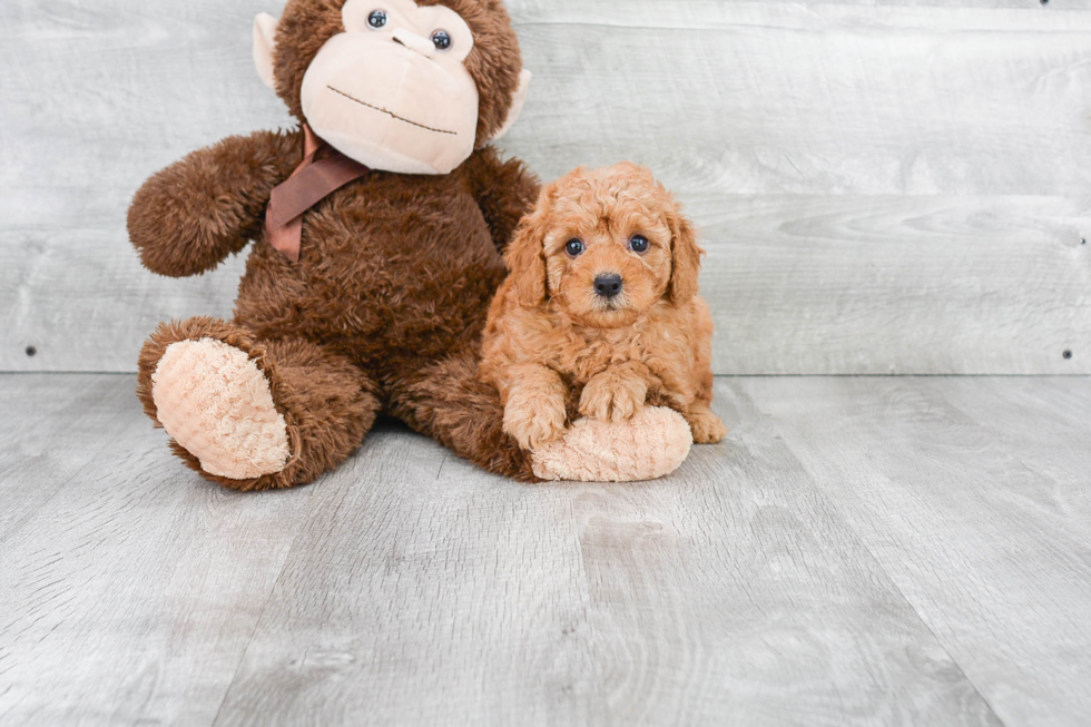 Friendly Mini Goldendoodle Baby