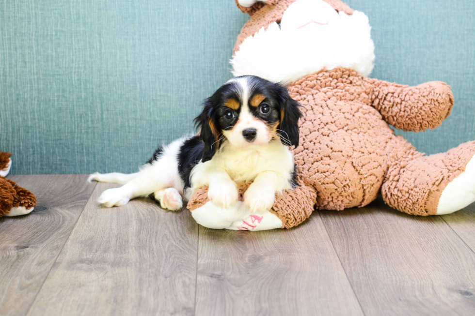 Best Cavalier King Charles Spaniel Baby