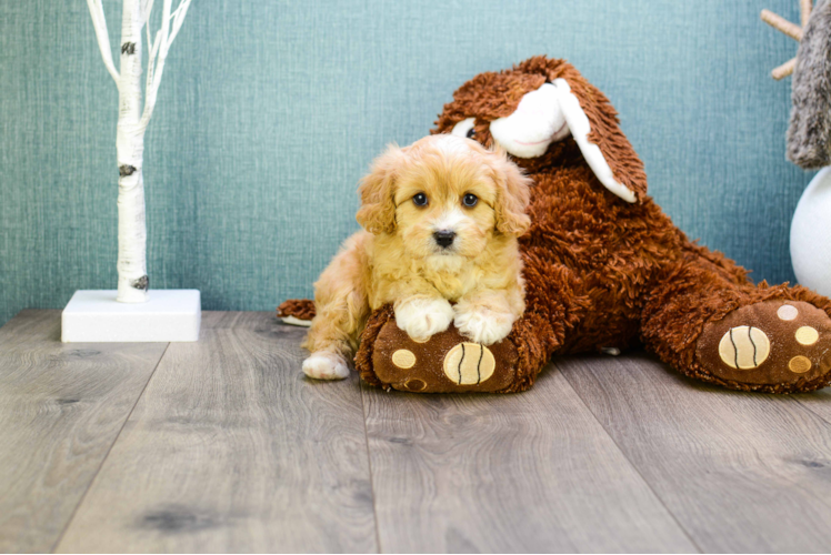 Funny Cavapoo Poodle Mix Pup
