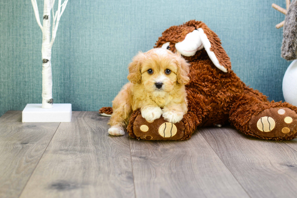 Funny Cavapoo Poodle Mix Pup