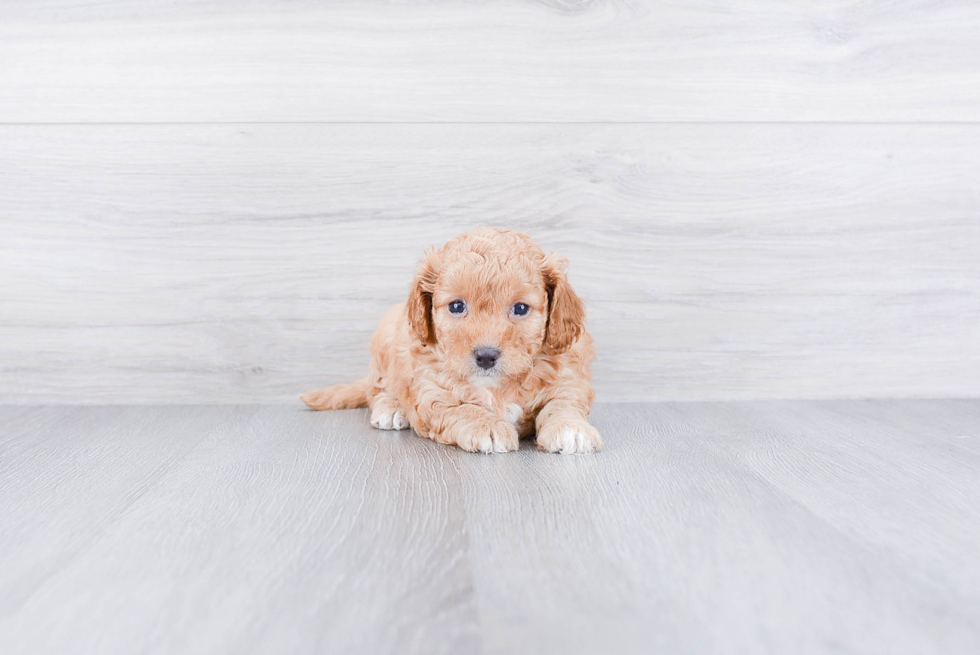Cavapoo Puppy for Adoption