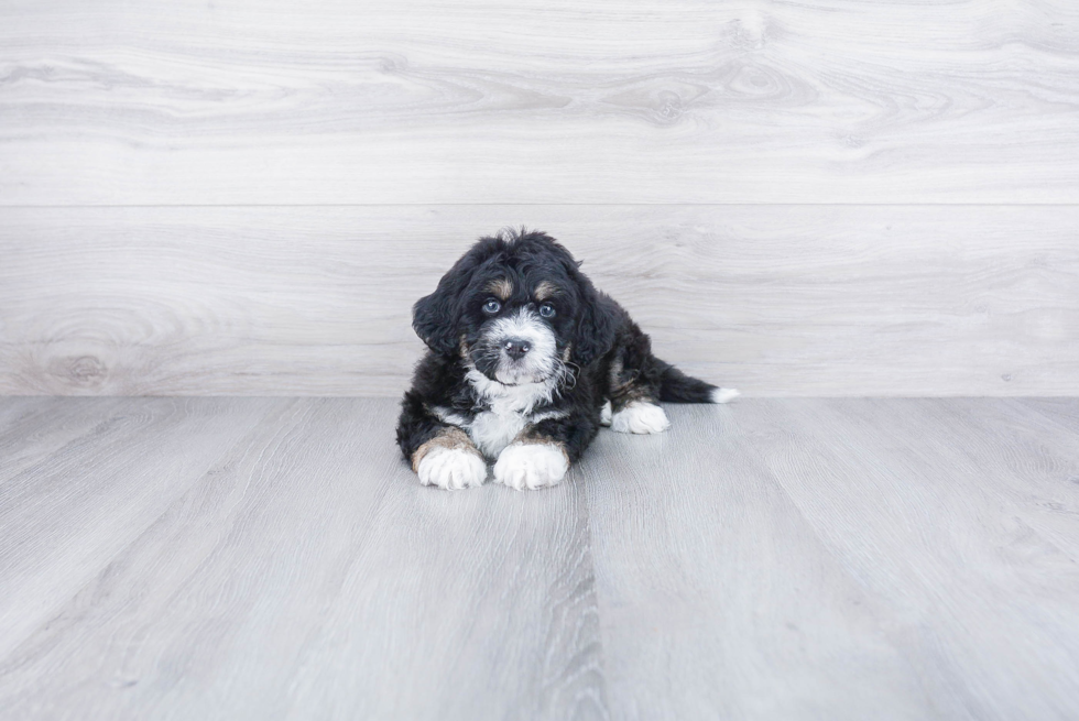 Best Mini Bernedoodle Baby