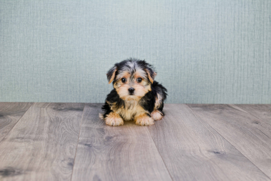 Best Morkie Baby