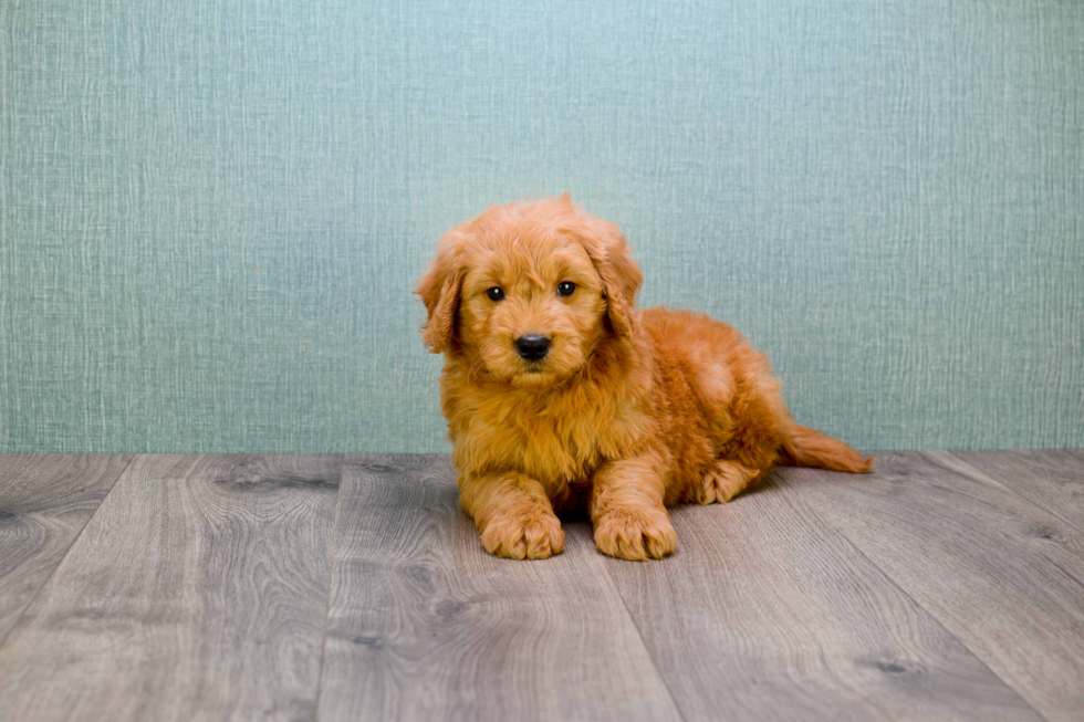 Funny Mini Goldendoodle Poodle Mix Pup