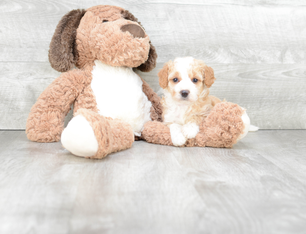 Smart Mini Bernedoodle Poodle Mix Pup