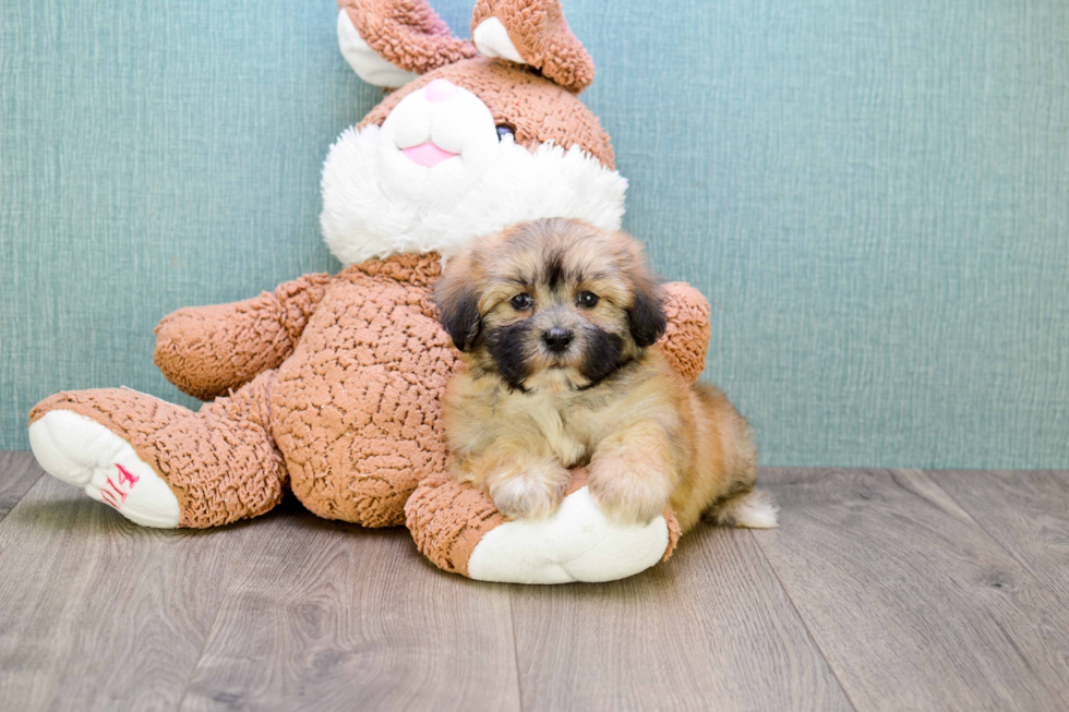 Teddy Bear Pup Being Cute