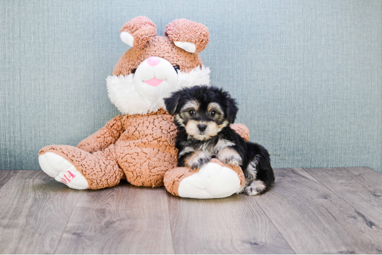 Friendly Morkie Baby