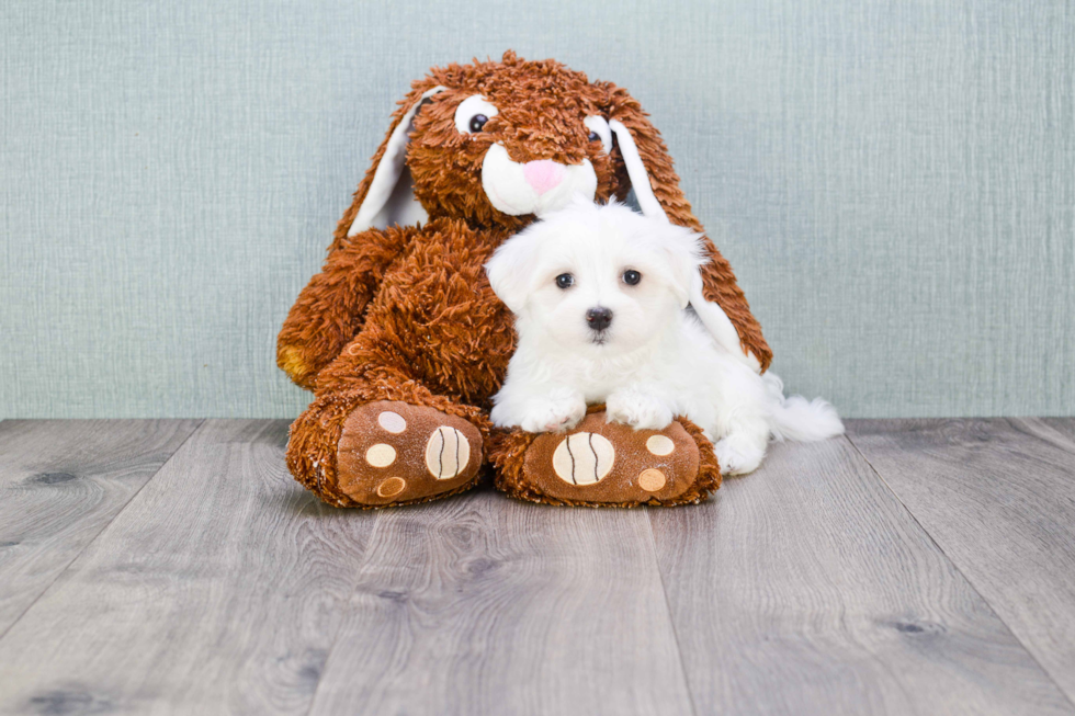 Akc Registered Maltese Baby