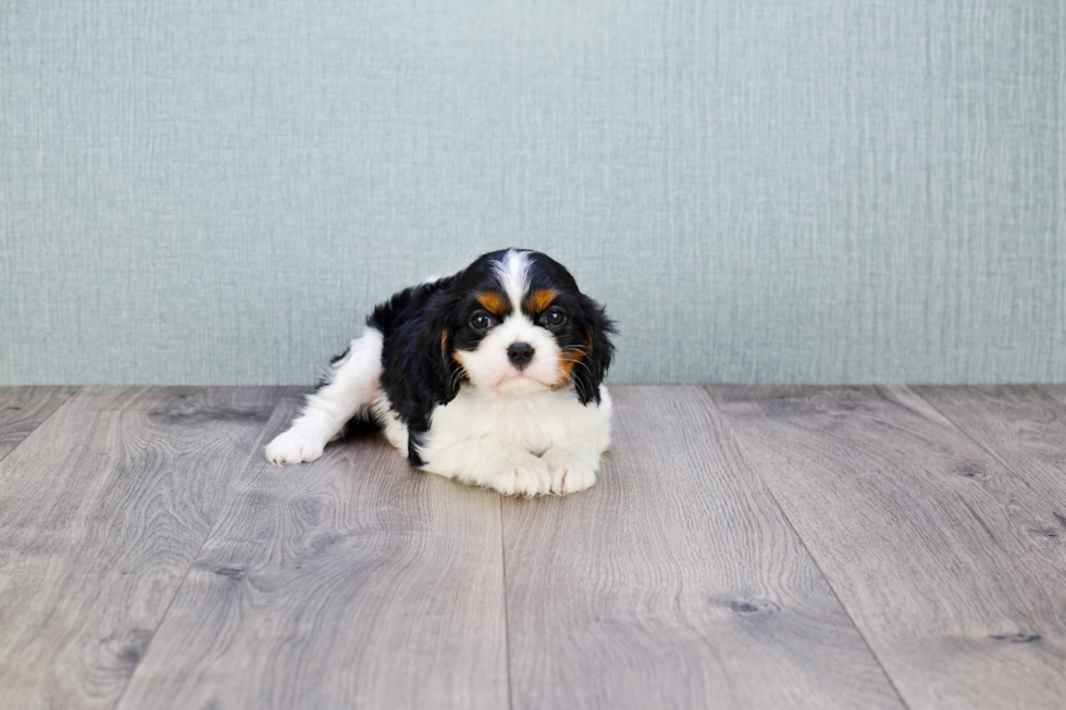 Cavalier King Charles Spaniel Puppy for Adoption