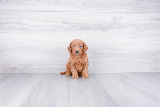 Mini Goldendoodle Puppy for Adoption