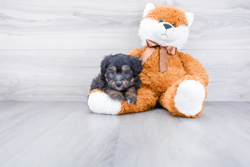 Sweet Mini Aussiedoodle Baby