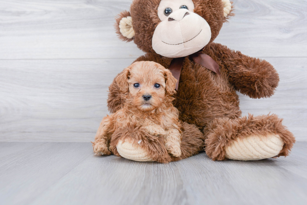 Cavapoo Puppy for Adoption