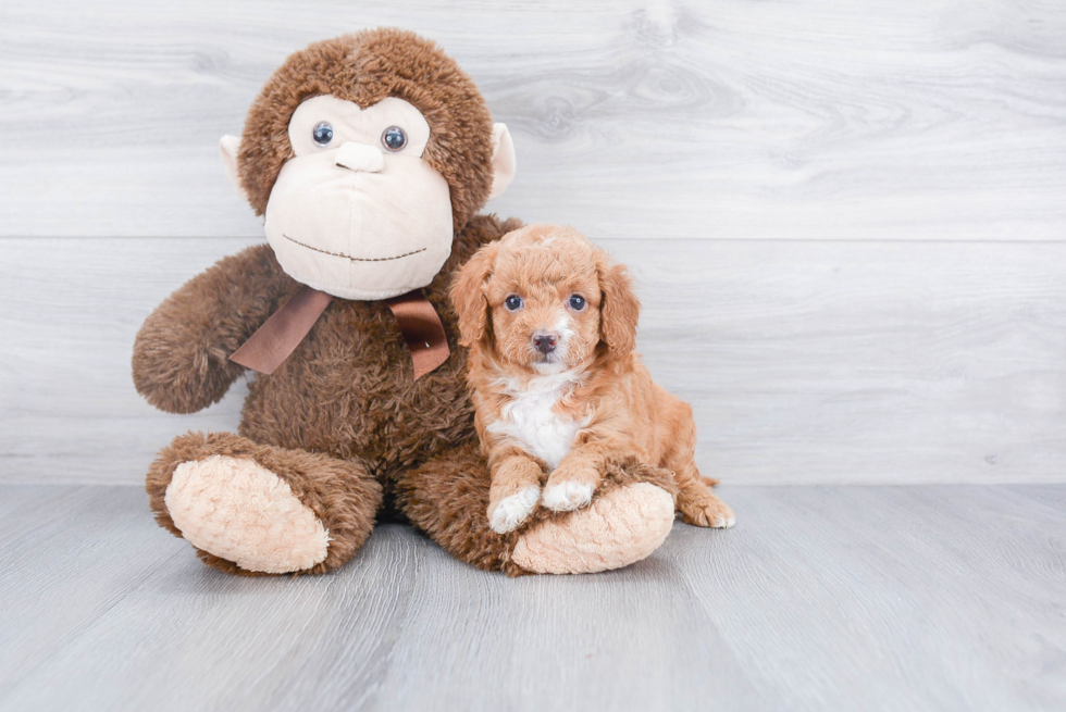 Best Mini Goldendoodle Baby