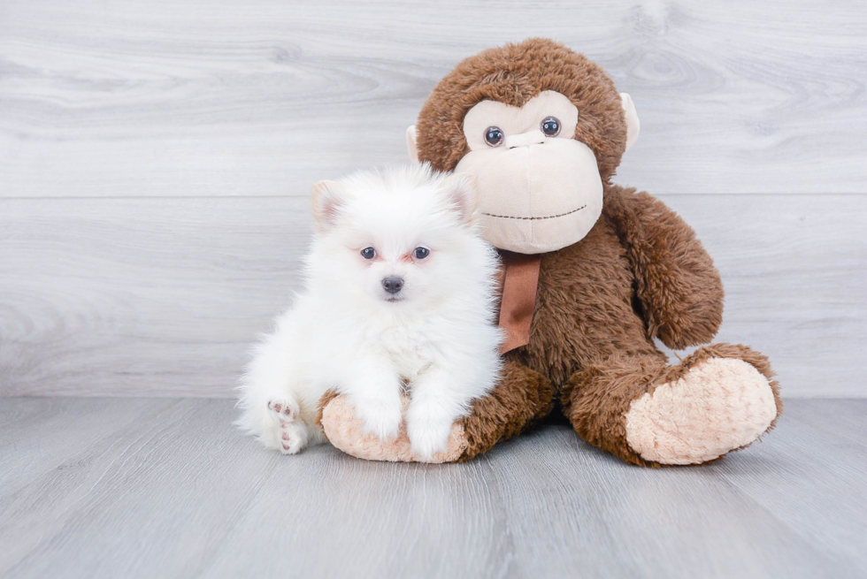 Friendly Pomeranian Baby