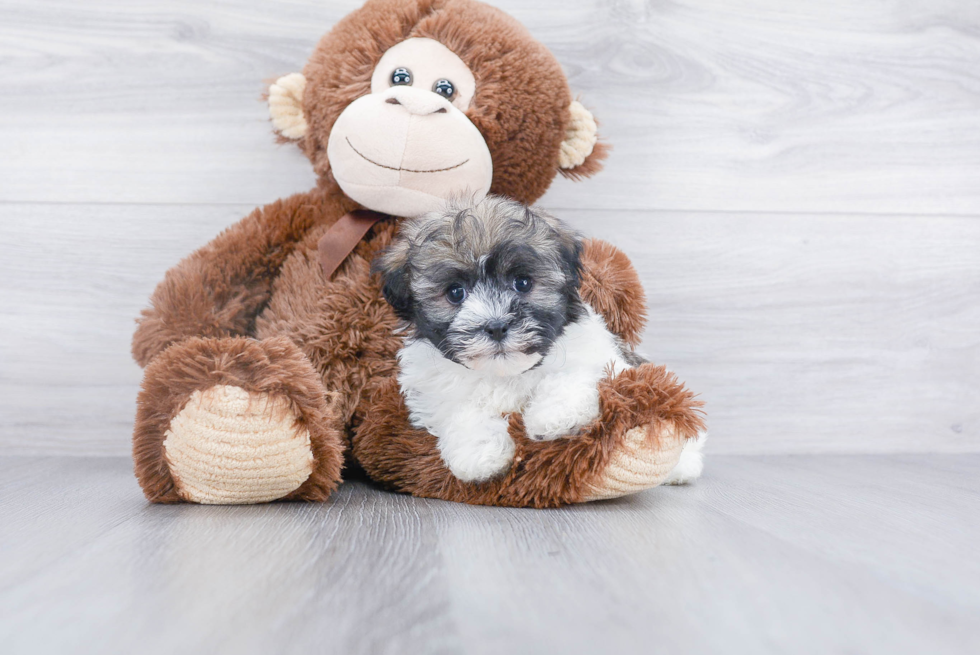 Small Havanese Baby