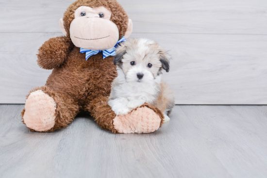 Friendly Havanese Baby