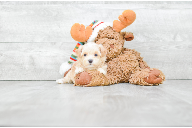 Maltipoo Pup Being Cute