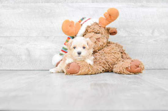 Maltipoo Pup Being Cute