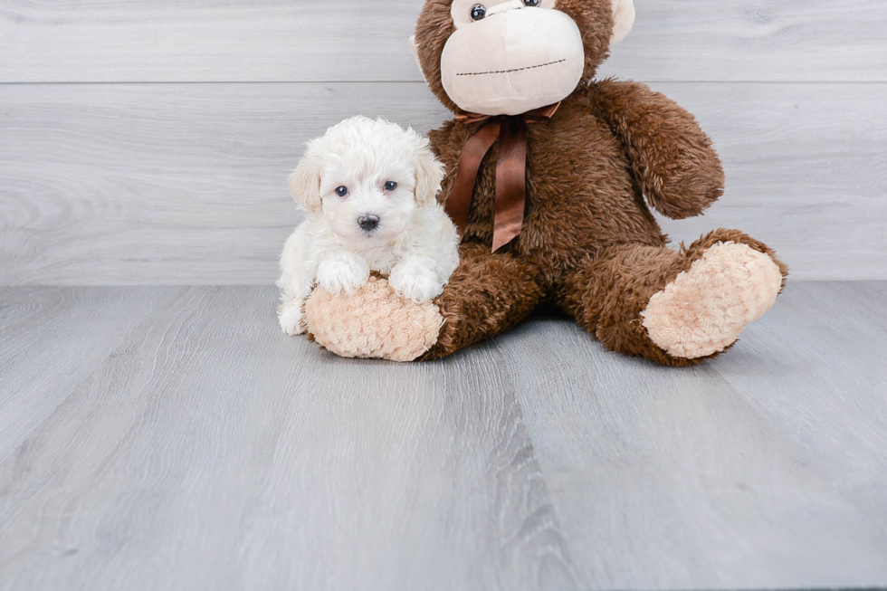 Happy Maltipoo Baby